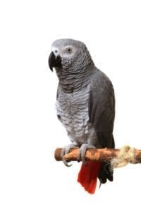 parrot in court; parrot with murder evidence; bird in law suit; parrot as witness