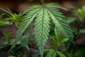 marijuana plant, cannabis, grow, smoke, marijuana, weed, bud