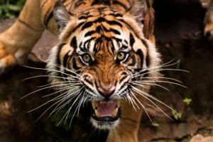 This Weeks Wacky Wednesday A New Twist to the Tale of the Tiger King