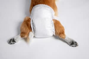 This Weeks Wacky Wednesday Doggie Diapers as Face Masks at the Heart of McDonald’s Lawsuit